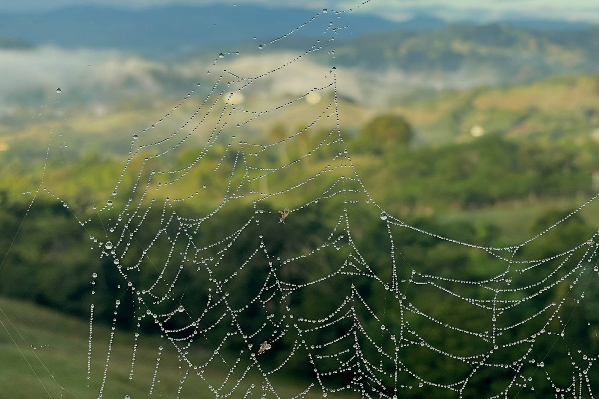 Gotas de rocío suspendidas en una telaraña al amanecer, con la bruma tendida sobre el valle y las cordilleras de Jarabacoa detrás
