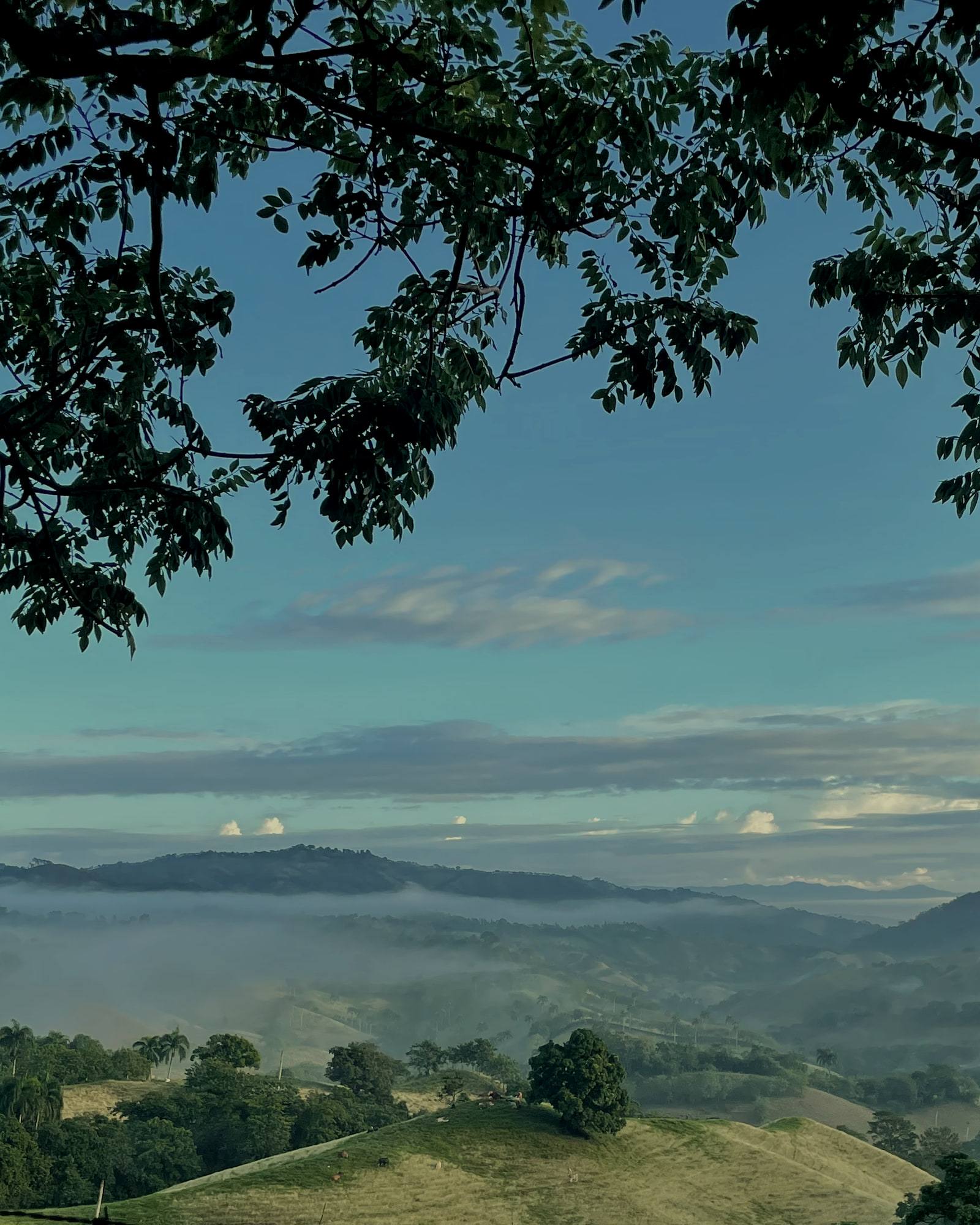Neblina de la mañana posada en los valles de Jarabacoa, vista entre las ramas de un árbol