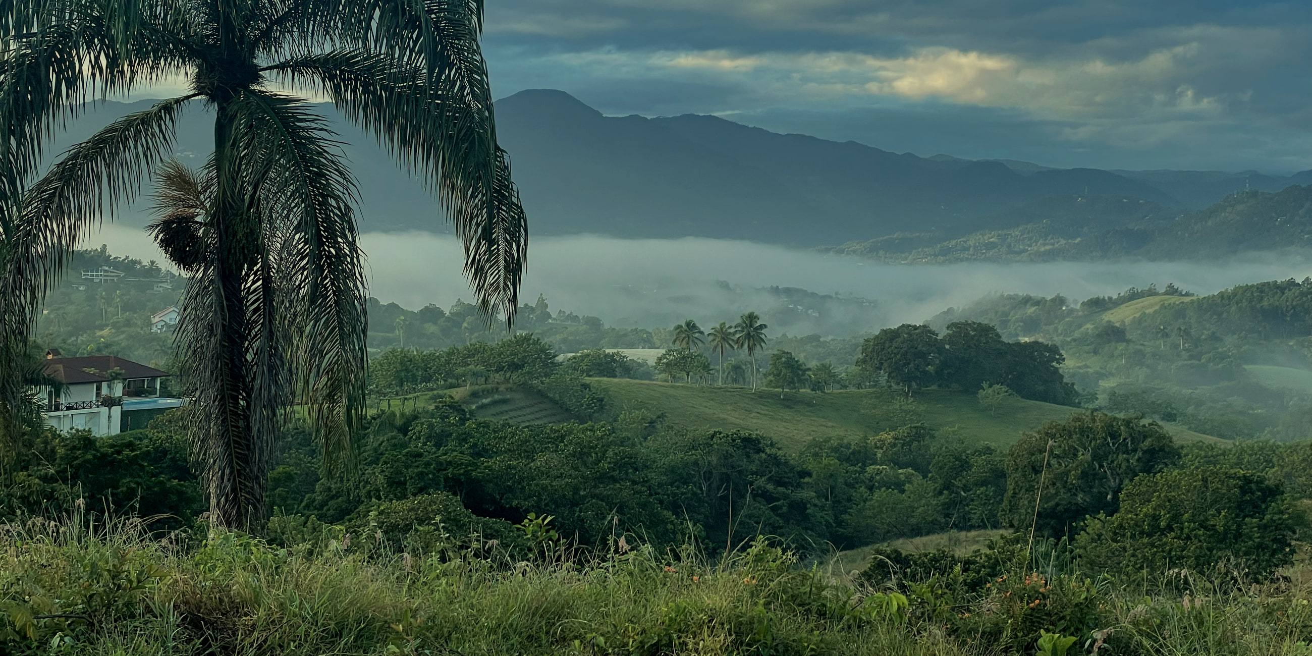 Un río de niebla al amanecer atravesando el valle de Jarabacoa, con una palma real en primer plano y cordilleras superpuestas detrás